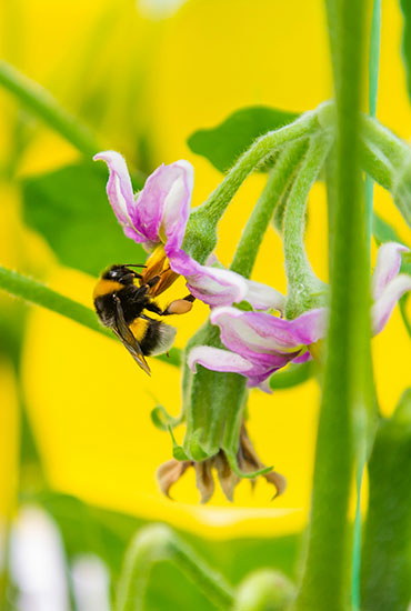 Макро фотосъемка предметов